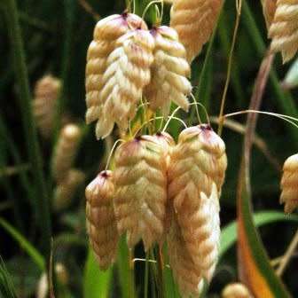 Large Quaking Rattlesnake Grass Seeds - Briza maxima - Ornamental Grass - New