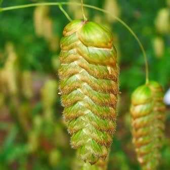 Large Quaking Rattlesnake Grass Seeds - Briza maxima - Ornamental Grass - New