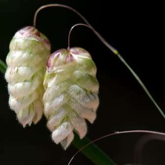 Large Quaking Rattlesnake Grass Seeds - Briza maxima - Ornamental Grass - New