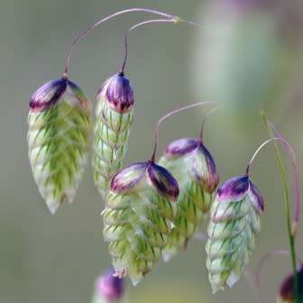 Large Quaking Rattlesnake Grass Seeds - Briza maxima - Ornamental Grass - New