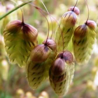 Large Quaking Rattlesnake Grass Seeds - Briza maxima - Ornamental Grass - New
