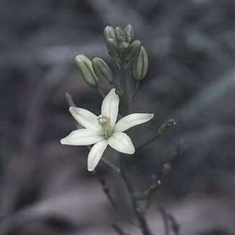 Bulbine frutescens White Seeds - Indigenous Succulent - Worldwide Shipping, NEW