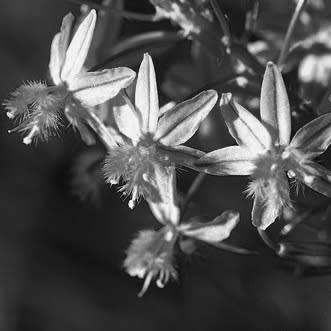 Bulbine frutescens White Seeds - Indigenous Succulent - Worldwide Shipping, NEW