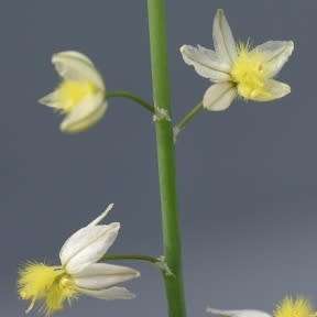 Bulbine frutescens White Seeds - Indigenous Succulent - Worldwide Shipping, NEW