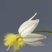 Bulbine frutescens White Seeds - Indigenous Succulent - Worldwide Shipping, NEW