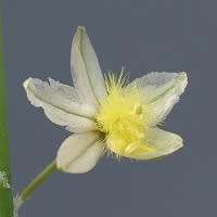 Bulbine frutescens White Seeds - Indigenous Succulent - Worldwide Shipping, NEW