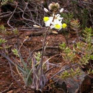 Bulbine frutescens White Seeds - Indigenous Succulent - Worldwide Shipping, NEW