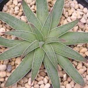 Bulbine margarethae Seeds - RARE Indigenous Succulent - Worldwide Shipping, NEW