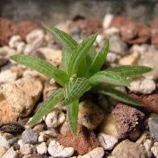 Bulbine margarethae Seeds - RARE Indigenous Succulent - Worldwide Shipping, NEW