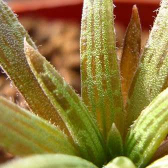 Bulbine margarethae Seeds - RARE Indigenous Succulent - Worldwide Shipping, NEW