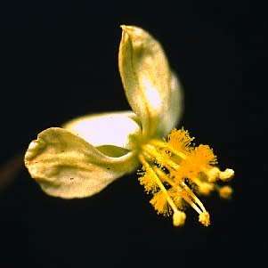 Bulbine margarethae Seeds - RARE Indigenous Succulent - Worldwide Shipping, NEW