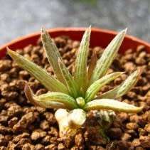 Bulbine margarethae Seeds - RARE Indigenous Succulent - Worldwide Shipping, NEW