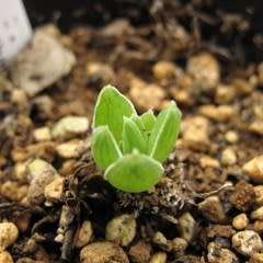 Bulbine margarethae Seeds - RARE Indigenous Succulent - Worldwide Shipping, NEW