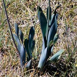 Bulbine narcissifolia Seeds - 10 Seed Pack - Indigenous Succulent - Worldwide Shipping, NEW