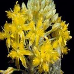 Bulbine narcissifolia Seeds - 10 Seed Pack - Indigenous Succulent - Worldwide Shipping, NEW