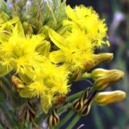 Bulbine narcissifolia Seeds - 10 Seed Pack - Indigenous Succulent - Worldwide Shipping, NEW