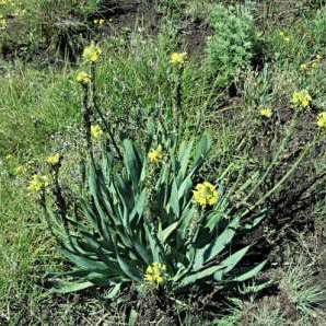 Bulbine narcissifolia Seeds - Indigenous Succulent - Worldwide Shipping, NEW