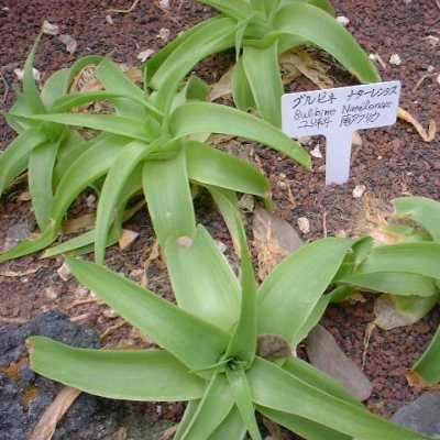 10 Bulbine natalensis Rooiwortel Seeds - Indigenous Succulent - Combined Worldwide Shipping