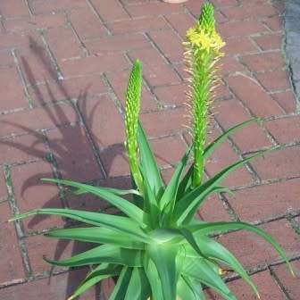 10 Bulbine natalensis Rooiwortel Seeds - Indigenous Succulent - Combined Worldwide Shipping