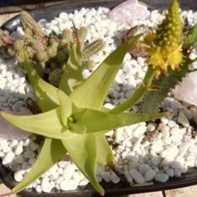 10 Bulbine natalensis Rooiwortel Seeds - Indigenous Succulent - Combined Worldwide Shipping