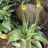 10 Bulbine natalensis Rooiwortel Seeds - Indigenous Succulent - Combined Worldwide Shipping