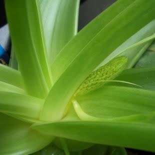 10 Bulbine natalensis Rooiwortel Seeds - Indigenous Succulent - Combined Worldwide Shipping