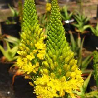 10 Bulbine natalensis Rooiwortel Seeds - Indigenous Succulent - Combined Worldwide Shipping