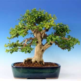 Buxus sempervirens - European Boxwood - 5 Seeds + FREE Gifts Seeds + Bonsai eBook, NEW