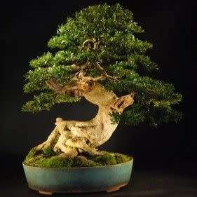 Buxus sempervirens - European Boxwood - 5 Seeds + FREE Gifts Seeds + Bonsai eBook, NEW