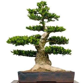 Buxus sempervirens - European Boxwood - 5 Seeds + FREE Gifts Seeds + Bonsai eBook, NEW