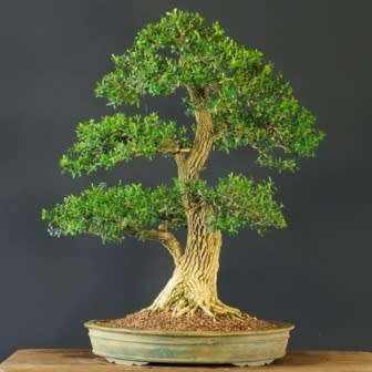 Buxus sempervirens - European Boxwood - 5 Seeds + FREE Gifts Seeds + Bonsai eBook, NEW