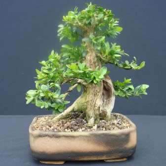 Buxus sempervirens - European Boxwood - 5 Seeds + FREE Gifts Seeds + Bonsai eBook, NEW