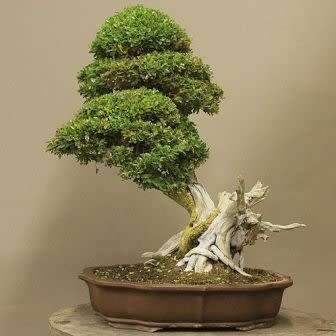 Buxus sempervirens - European Boxwood - 5 Seeds + FREE Gifts Seeds + Bonsai eBook, NEW