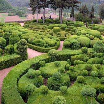 European Boxwood - Buxus sempervirens Seeds - Shrub - New