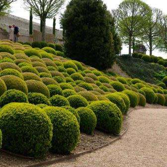 European Boxwood - Buxus sempervirens Seeds - Shrub - New