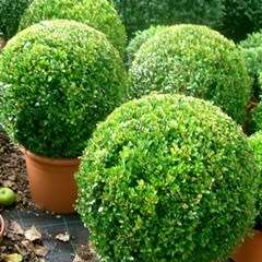 European Boxwood - Buxus sempervirens Seeds - Shrub - New