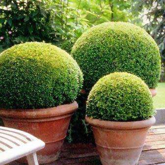 European Boxwood - Buxus sempervirens Seeds - Shrub - New