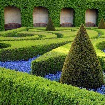 European Boxwood - Buxus sempervirens Seeds - Shrub - New