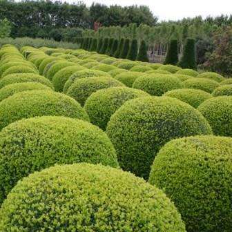 European Boxwood - Buxus sempervirens Seeds - Shrub - New