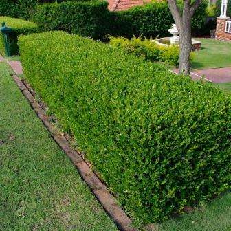 European Boxwood - Buxus sempervirens Seeds - Shrub - New