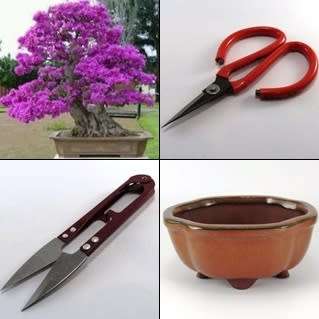 GrowYourOwn Bonsai Starter Kit for Eastern Redbud - Everything you need to get started!