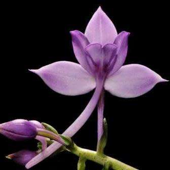 Calanthe sylvatica Seeds - Indigenous South African Orchid Seeds - Global Shipping