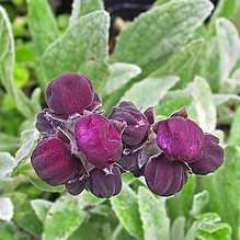 Calceolaria arachnoidea Seed - Purple Lady's Purse - Exotic Perennial - New
