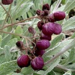 Calceolaria arachnoidea Seed - Purple Lady's Purse - Exotic Perennial - New