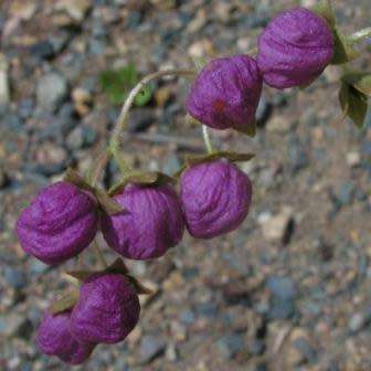 Calceolaria arachnoidea Seed - Purple Lady's Purse - Exotic Perennial - New