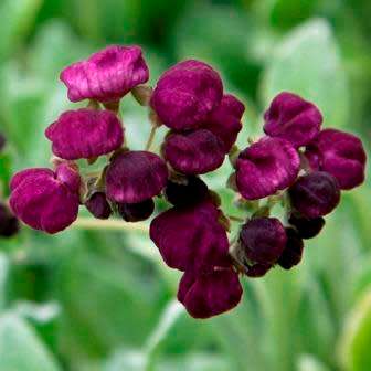 Calceolaria arachnoidea Seed - Purple Lady's Purse - Exotic Perennial - New