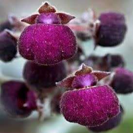 Calceolaria arachnoidea Seed - Purple Lady's Purse - Exotic Perennial - New