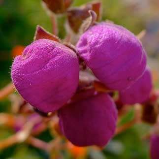Calceolaria arachnoidea Seed - Purple Lady's Purse - Exotic Perennial - New