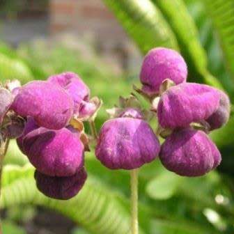 Calceolaria arachnoidea Seed - Purple Lady's Purse - Exotic Perennial - New