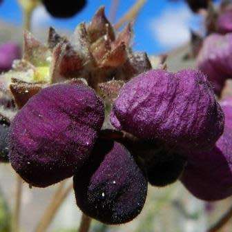 Calceolaria arachnoidea Seed - Purple Lady's Purse - Exotic Perennial - New
